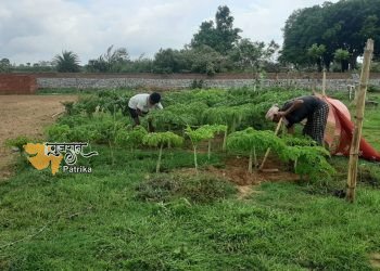 प्रधानमंत्री ने लोगों से अपने घरों में जैविक खेती करने को कहा