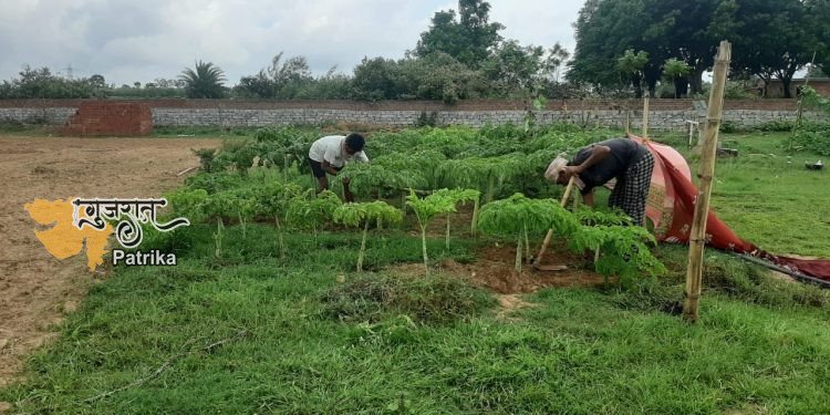 प्रधानमंत्री ने लोगों से अपने घरों में जैविक खेती करने को कहा
