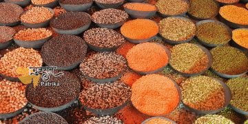 दालों के बीजों की अधिक उपज देने वाली प्रजातियाँ