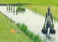 विकसित गांव-विकसित भारत थीम पर झारखंड में किसान समागम 1 जनवरी को