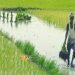 विकसित गांव-विकसित भारत थीम पर झारखंड में किसान समागम 1 जनवरी को
